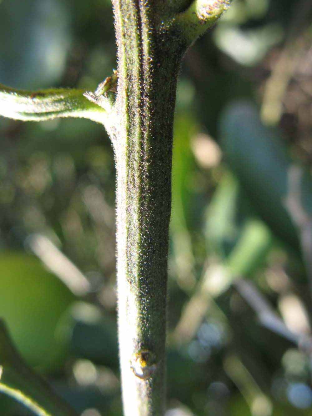            First year twig (Winter Haven, FL)   